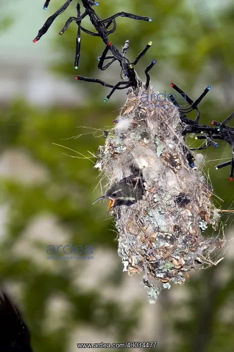 : Amethyst / Black Sunbird - chicks in nest attached : Amethyst / Black Sunbird - chicks in nest attached