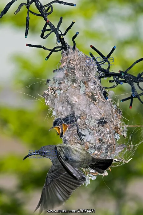 : Amethyst / Black Sunbird - female departing nest : Amethyst / Black Sunbird - female departing nest