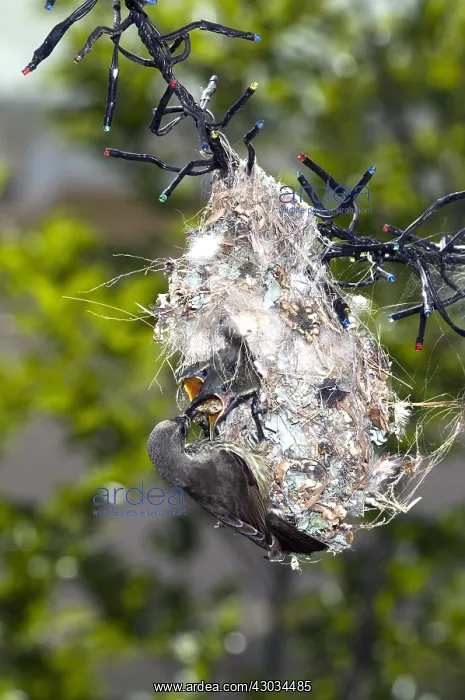 : Amethyst / Black Sunbird - female feeding chicks : Amethyst / Black Sunbird - female feeding chicks