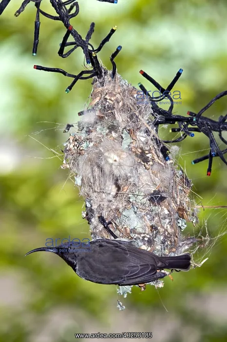 : Amethyst / Black Sunbird - female on nest - nest : Amethyst / Black Sunbird - female on nest - nest
