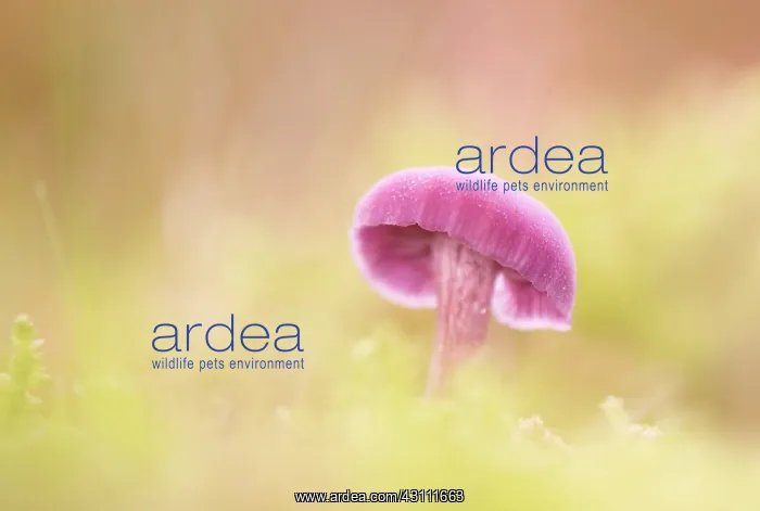 : Amethyst Deceiver : Amethyst Deceiver