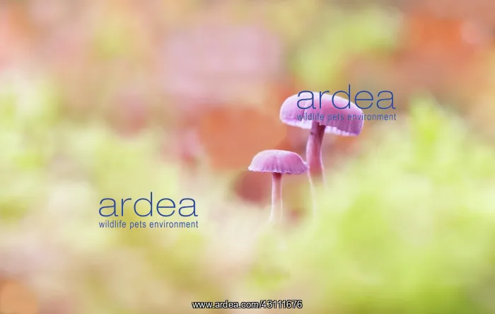 : Amethyst Deceiver : Amethyst Deceiver