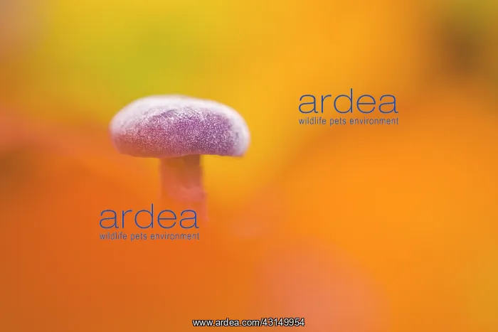 : Amethyst Deceiver : Amethyst Deceiver