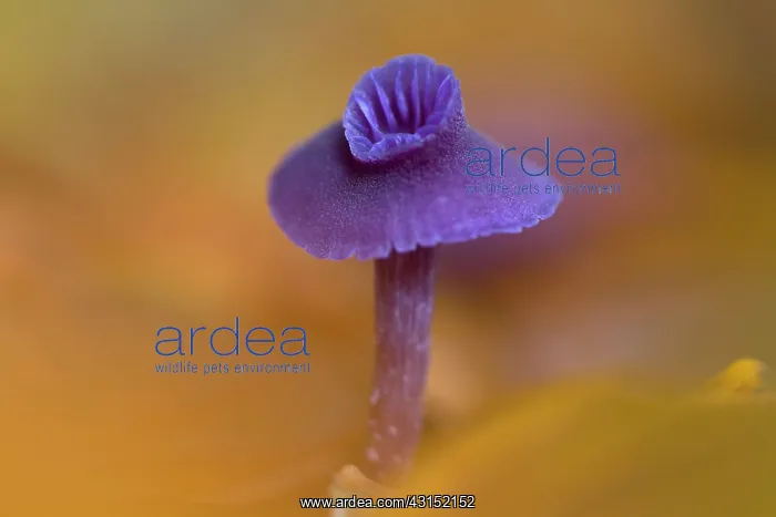  : Amethyst Deceiver