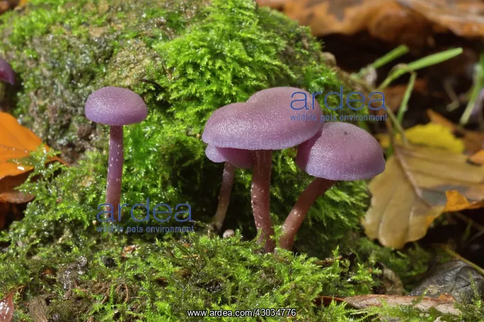 : Amethyst Deceiver clump in shady woodland Wilts, UK : Amethyst Deceiver clump in shady woodland Wilts, UK