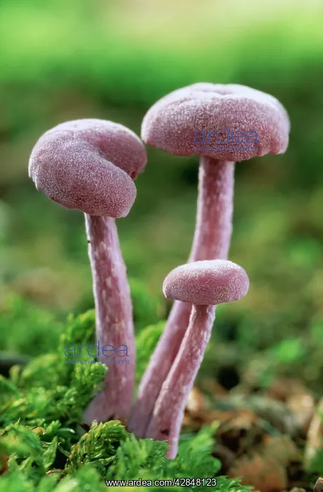 : Amethyst Deceiver FUNGI : Amethyst Deceiver FUNGI