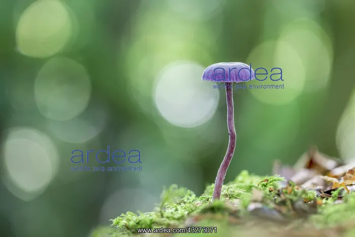 : Amethyst Deceiver Fungus - UK : Amethyst Deceiver Fungus - UK