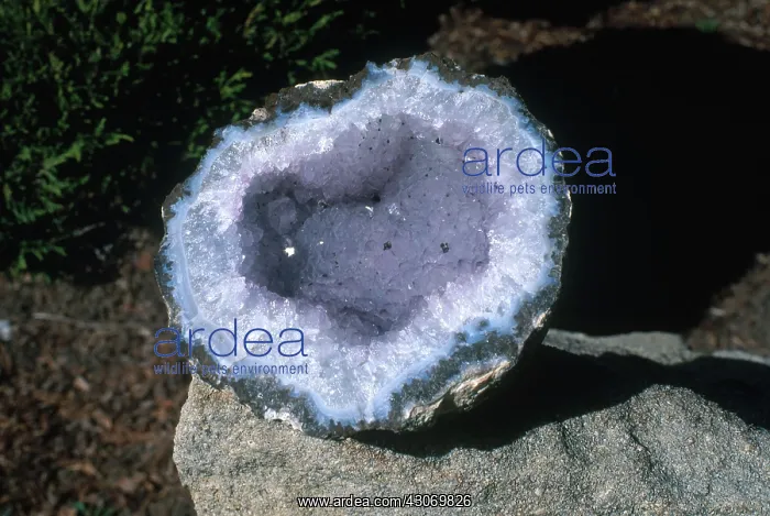 : Amethyst Geode : Amethyst Geode