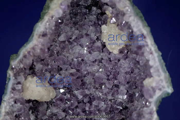 : Amethyst Geode : Amethyst Geode