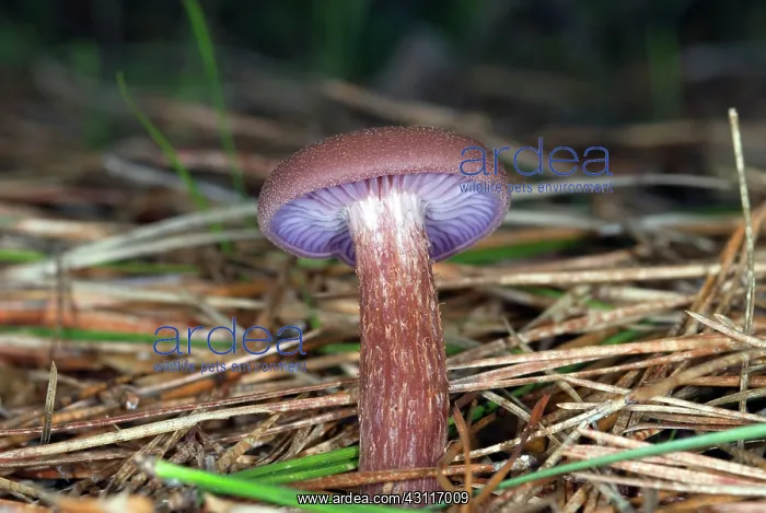 : Amethyst Laccaria Mushroom : Amethyst Laccaria Mushroom