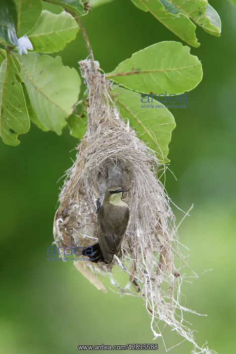 : Amethyst Sunbird - female at nest : Amethyst Sunbird - female at nest