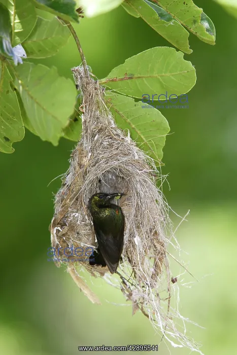 : Amethyst Sunbird - male at nest : Amethyst Sunbird - male at nest