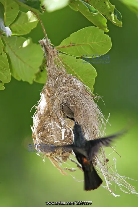 : Amethyst Sunbird - male at nest : Amethyst Sunbird - male at nest