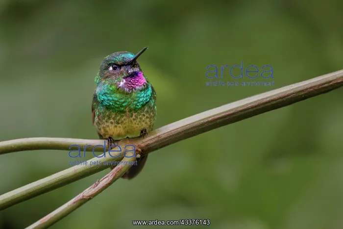 : Amethyst-throated Sunangel. Ecuador : Amethyst-throated Sunangel. Ecuador