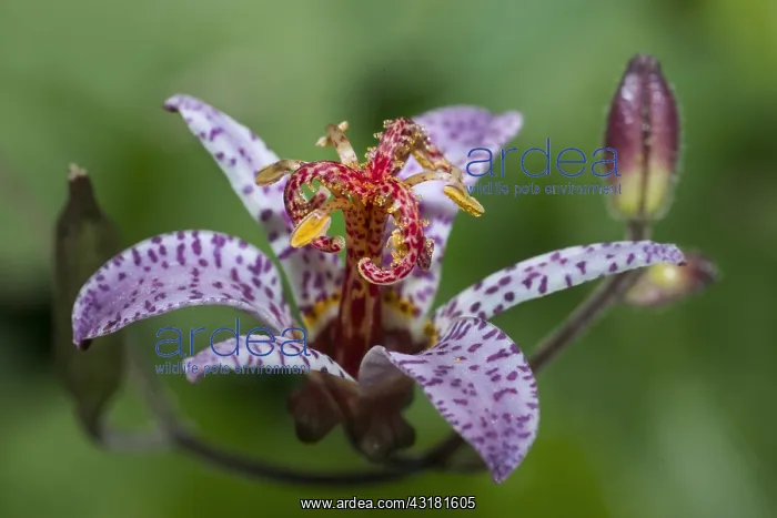 : Amethyst Toad Lily (Tricyrtis lasiocarpa), Plants : Amethyst Toad Lily (Tricyrtis lasiocarpa), Plants