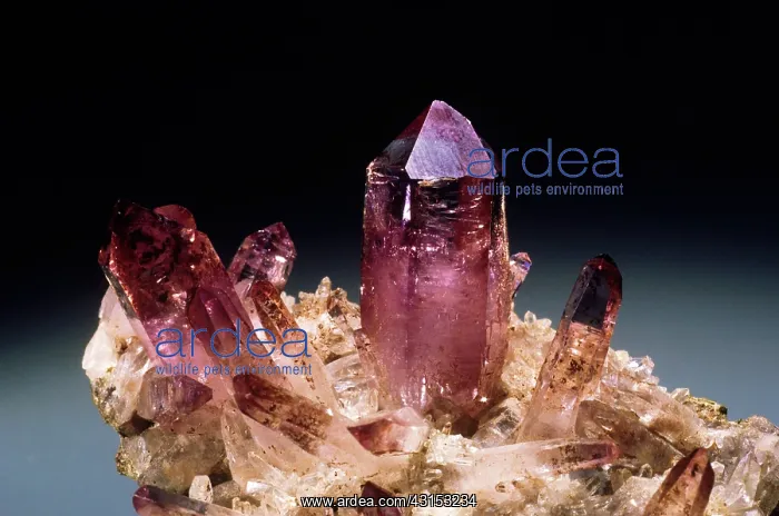 : Amethyst from Vera Cruz, Mexico : Amethyst from Vera Cruz, Mexico