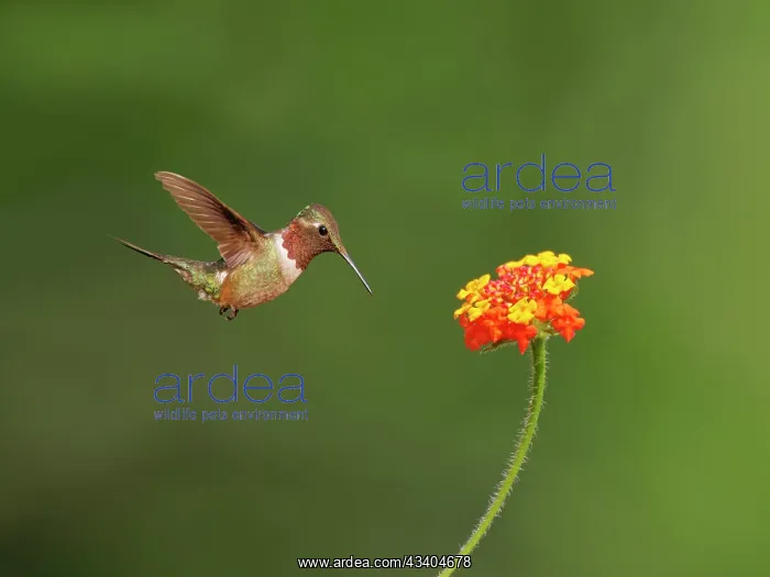 : Amethyst Woodstar male at flower Calliphlox amethystina : Amethyst Woodstar male at flower Calliphlox amethystina