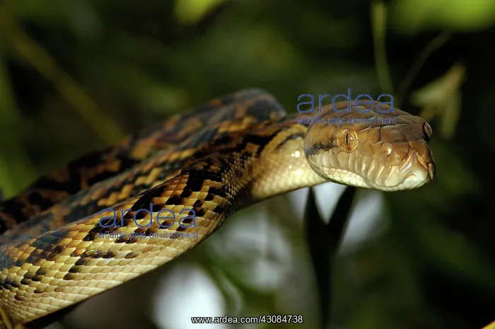 : Amethystine Python (Morelia amethistina) : Amethystine Python (Morelia amethistina)