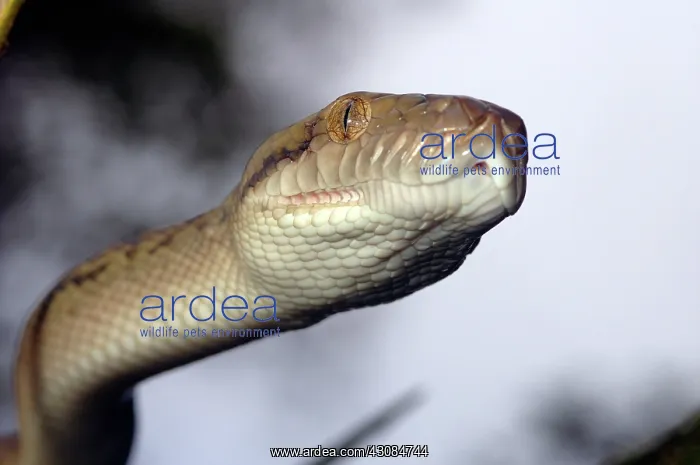 : Amethystine Python (Morelia amethistina) : Amethystine Python (Morelia amethistina)