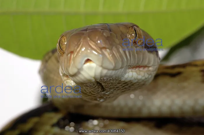: Amethystine Python (Morelia amethistina) : Amethystine Python (Morelia amethistina)