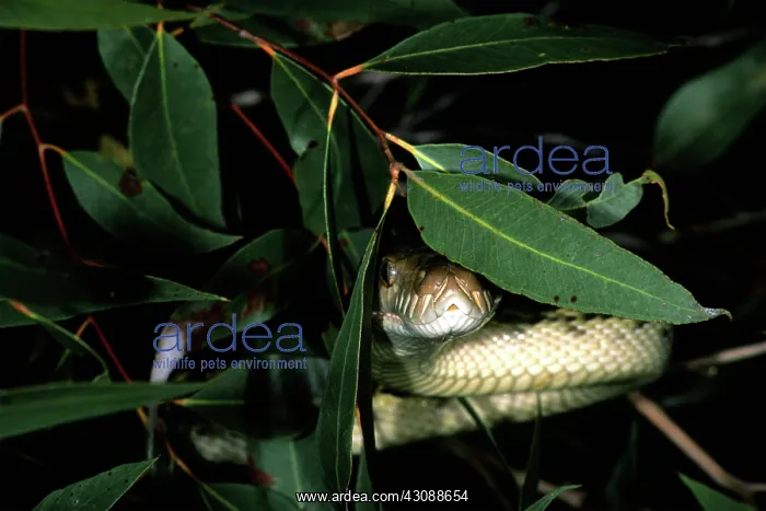 : Amethystine Python (Morelia amethistina) : Amethystine Python (Morelia amethistina)