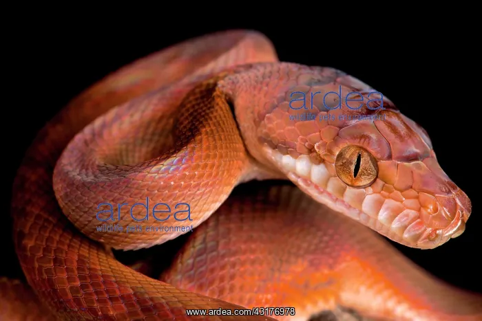 : Amethystine python (Morelia amethistina), Papua : Amethystine python (Morelia amethistina), Papua