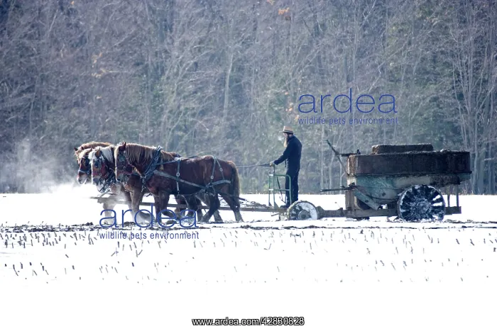 : Amish Farmer driving a team of horses pulling wagon : Amish Farmer driving a team of horses pulling wagon