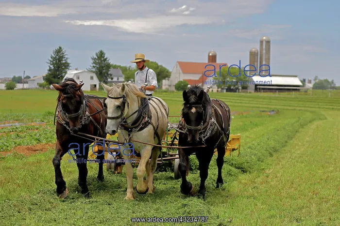  : Amish man, rowing up hay for baling, Lancaster county