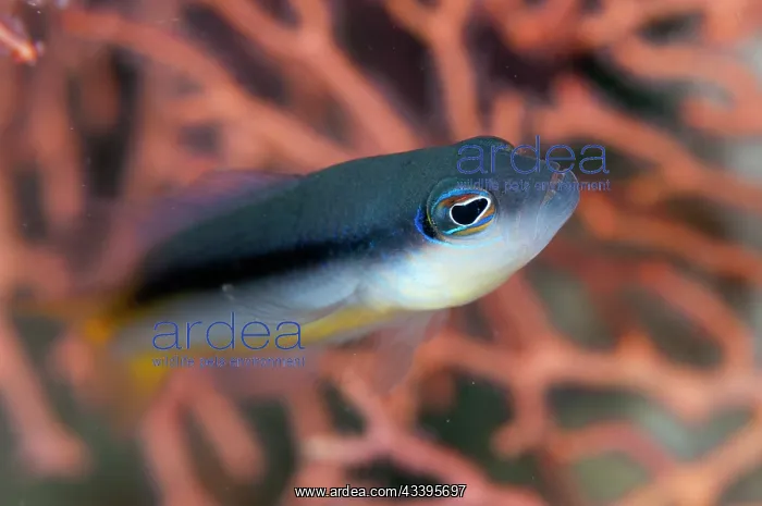 : Ammer's Dottyback : Ammer's Dottyback