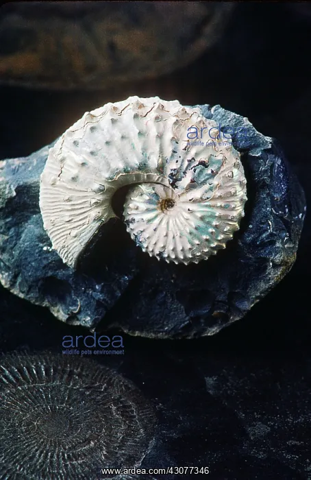 : Ammonite (Hoploscaphites cheyennensis or Jeletzkytes nebrascensis) found : Ammonite (Hoploscaphites cheyennensis or Jeletzkytes nebrascensis) found