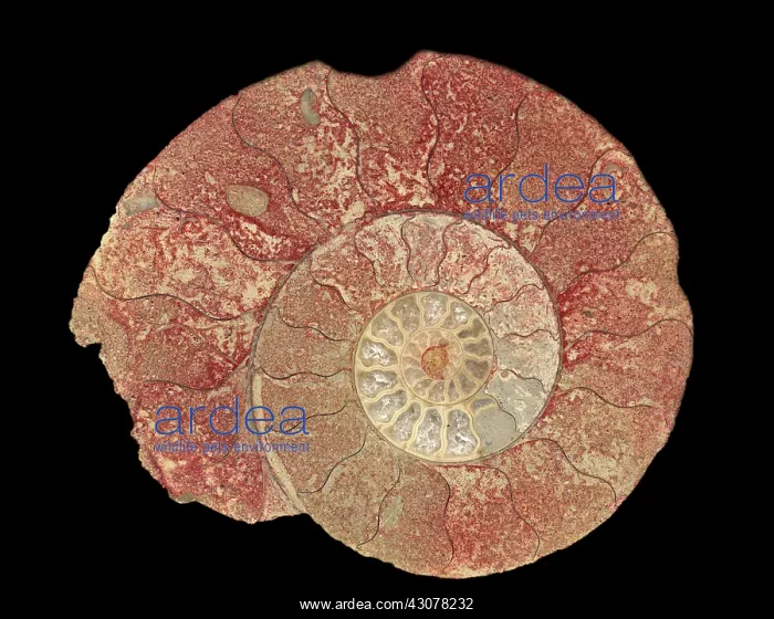 : Ammonite. Fossil ammonite from western England : Ammonite. Fossil ammonite from western England