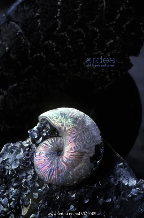 : Ammonite (Hoploscaphites nicolletti) from the Late Cretaceous Period Fox Hills Formation : Ammonite (Hoploscaphites nicolletti) from the Late Cretaceous Period Fox Hills Formation