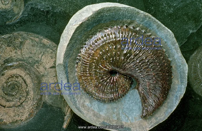 : Ammonite (Hoploscaphites nebrascensis) fossil from Fox Hills Formation, South Dakota : Ammonite (Hoploscaphites nebrascensis) fossil from Fox Hills Formation, South Dakota