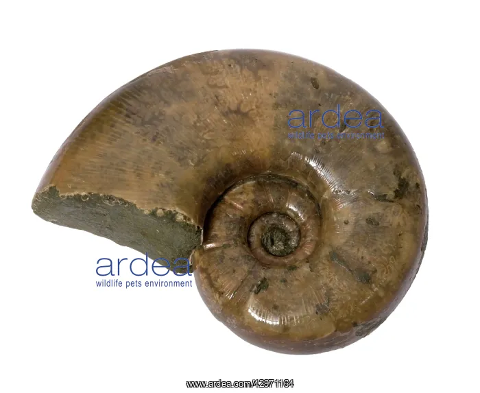 : Ammonite - Albien - 100 millions of years old - : Ammonite - Albien - 100 millions of years old -