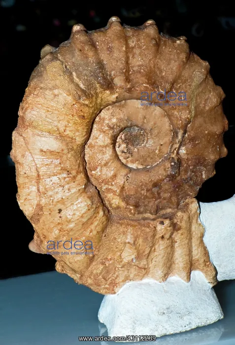 : Ammonite Asteroceras : Ammonite Asteroceras