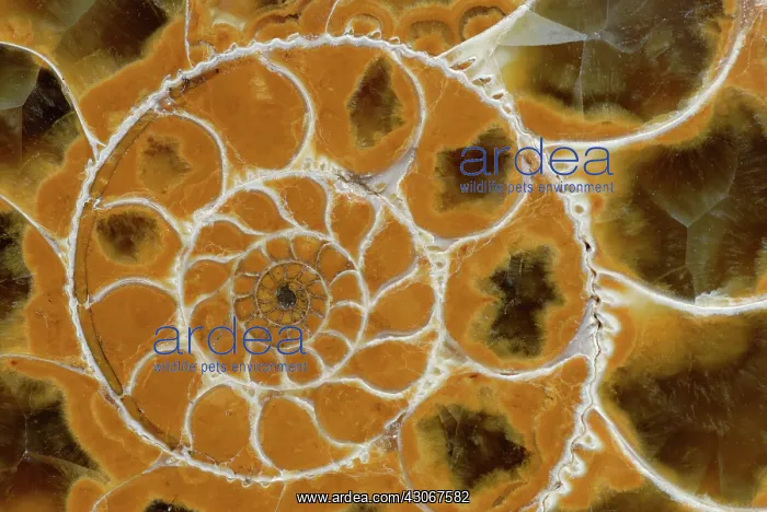 : Ammonite Chambers : Ammonite Chambers