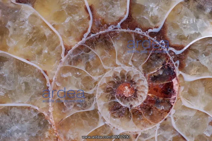 : Ammonite Chambers : Ammonite Chambers