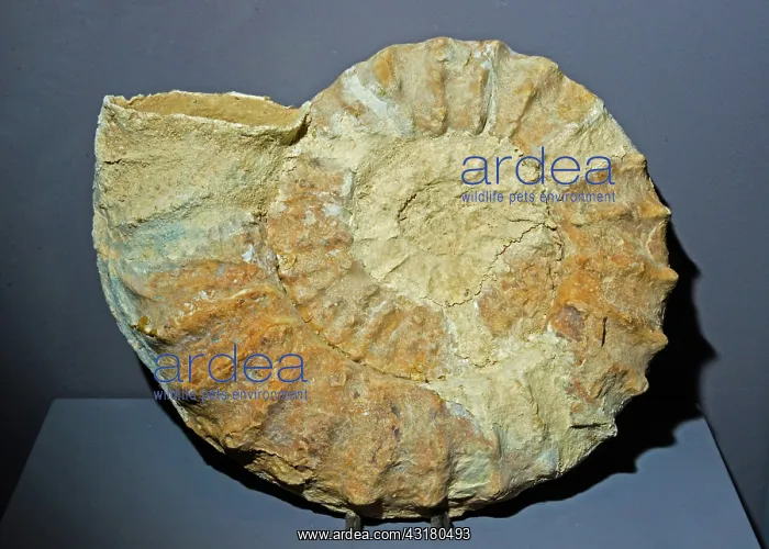  : Ammonite Dactylioceras Fossil