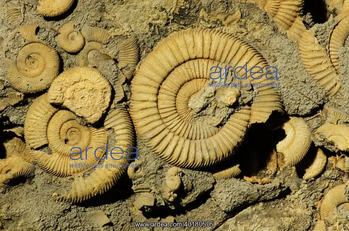 : Ammonite Dactylioceras Fossils : Ammonite Dactylioceras Fossils