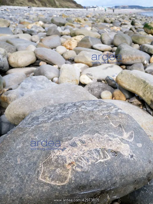 : Ammonite Fossil : Ammonite Fossil
