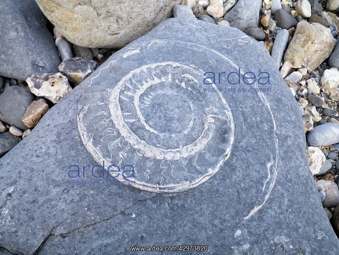 : Ammonite Fossil : Ammonite Fossil