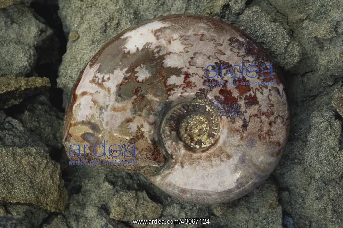 : Ammonite Fossil : Ammonite Fossil