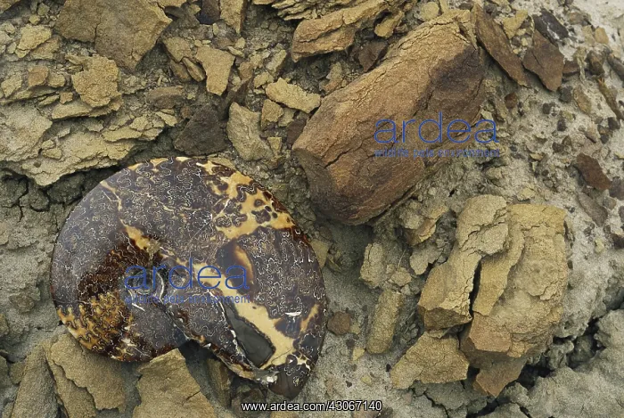 : Ammonite Fossil : Ammonite Fossil
