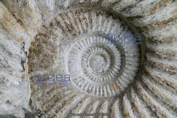 : Ammonite Fossil : Ammonite Fossil