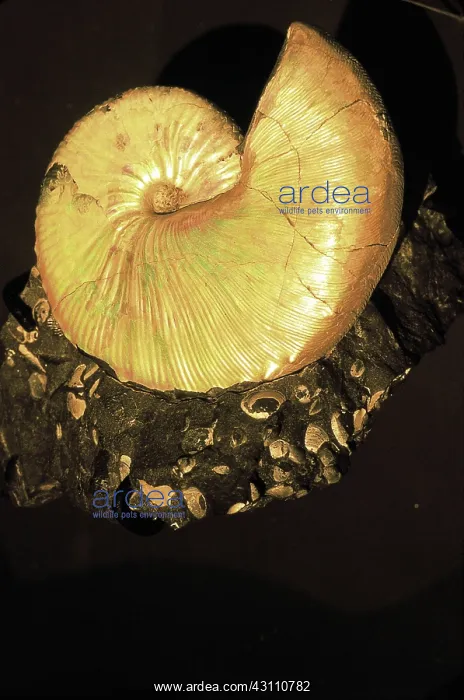 : Ammonite fossil : Ammonite fossil