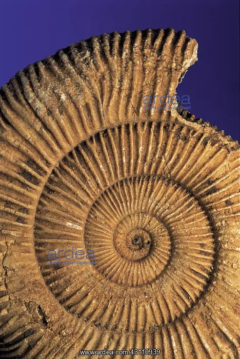 : Ammonite fossil : Ammonite fossil
