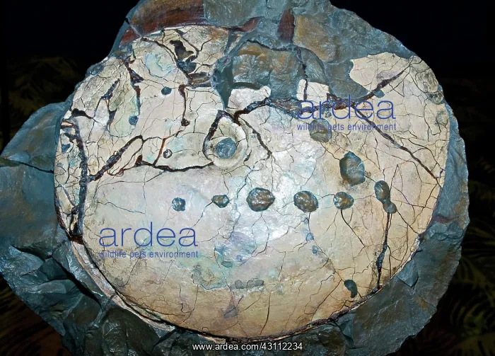 : Ammonite Fossil : Ammonite Fossil