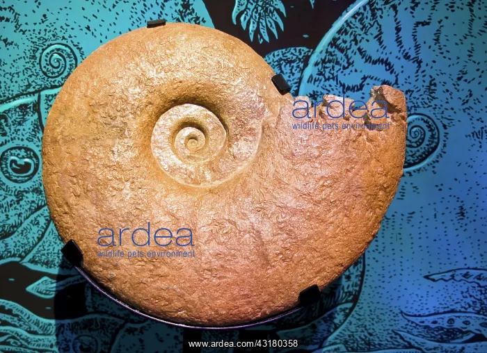 : Ammonite Fossil : Ammonite Fossil