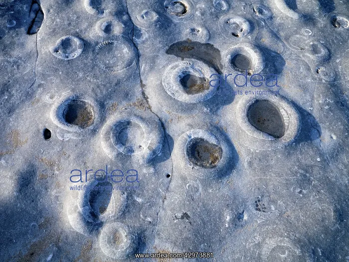 : Ammonite Fossil Bed : Ammonite Fossil Bed