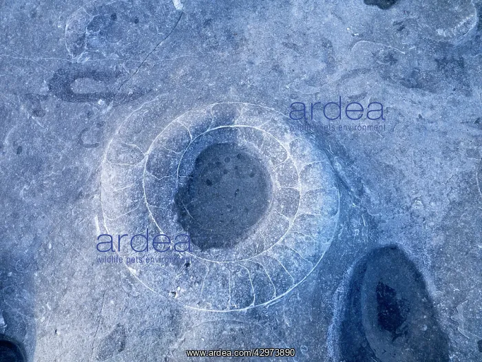 : Ammonite Fossil Bed : Ammonite Fossil Bed